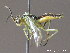  ( - BC ZSM HYM 11860)  @13 [ ] CreativeCommons - Attribution Non-Commercial Share-Alike (2010) Stefan Schmidt SNSB, Zoologische Staatssammlung Muenchen