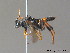  ( - BC ZSM HYM 11867)  @12 [ ] CreativeCommons - Attribution Non-Commercial Share-Alike (2010) Stefan Schmidt SNSB, Zoologische Staatssammlung Muenchen