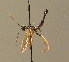  ( - BC ZSM HYM 00143)  @12 [ ] CreativeCommons - Attribution Non-Commercial Share-Alike (2010) Unspecified SNSB, Zoologische Staatssammlung Muenchen