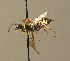  ( - BC ZSM HYM 00149)  @11 [ ] CreativeCommons - Attribution Non-Commercial Share-Alike (2010) Unspecified SNSB, Zoologische Staatssammlung Muenchen