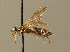  ( - BC ZSM HYM 00151)  @11 [ ] CreativeCommons - Attribution Non-Commercial Share-Alike (2010) Unspecified SNSB, Zoologische Staatssammlung Muenchen