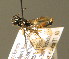  ( - BC ZSM HYM 00160)  @12 [ ] CreativeCommons - Attribution Non-Commercial Share-Alike (2010) Unspecified SNSB, Zoologische Staatssammlung Muenchen