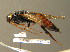  (Urocerus gigas - BC ZSM HYM 00167)  @14 [ ] CreativeCommons - Attribution Non-Commercial Share-Alike (2010) Unspecified SNSB, Zoologische Staatssammlung Muenchen