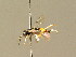 ( - BC ZSM HYM 01155)  @12 [ ] CreativeCommons - Attribution Non-Commercial Share-Alike (2010) Unspecified SNSB, Zoologische Staatssammlung Muenchen