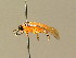  (Athalia rosae - BC ZSM HYM 01170)  @14 [ ] CreativeCommons - Attribution Non-Commercial Share-Alike (2010) Unspecified SNSB, Zoologische Staatssammlung Muenchen
