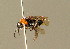  ( - BC ZSM HYM 01199)  @13 [ ] CreativeCommons - Attribution Non-Commercial Share-Alike (2010) Unspecified SNSB, Zoologische Staatssammlung Muenchen