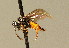  ( - BC ZSM HYM 01206)  @12 [ ] CreativeCommons - Attribution Non-Commercial Share-Alike (2010) Unspecified SNSB, Zoologische Staatssammlung Muenchen