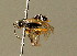  ( - BC ZSM HYM 01559)  @12 [ ] CreativeCommons - Attribution Non-Commercial Share-Alike (2010) Unspecified SNSB, Zoologische Staatssammlung Muenchen