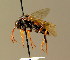  ( - BC ZSM HYM 01560)  @12 [ ] CreativeCommons - Attribution Non-Commercial Share-Alike (2010) Unspecified SNSB, Zoologische Staatssammlung Muenchen