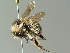  ( - BC ZSM HYM 02947)  @13 [ ] CreativeCommons - Attribution Non-Commercial Share-Alike (2010) Unspecified SNSB, Zoologische Staatssammlung Muenchen