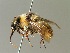  (Bombus mesomelas - BC ZSM HYM 02952)  @15 [ ] CreativeCommons - Attribution Non-Commercial Share-Alike (2010) Unspecified SNSB, Zoologische Staatssammlung Muenchen