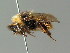  (Bombus sichelii - BC ZSM HYM 02961)  @15 [ ] CreativeCommons - Attribution Non-Commercial Share-Alike (2010) Unspecified SNSB, Zoologische Staatssammlung Muenchen