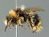  (Bombus sichelii - BC ZSM HYM 02962)  @15 [ ] CreativeCommons - Attribution Non-Commercial Share-Alike (2010) Unspecified SNSB, Zoologische Staatssammlung Muenchen