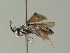  ( - BC ZSM HYM 02977)  @12 [ ] CreativeCommons - Attribution Non-Commercial Share-Alike (2010) Unspecified SNSB, Zoologische Staatssammlung Muenchen