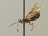  (Cephus brachycercus - BC ZSM HYM 03014)  @13 [ ] CreativeCommons - Attribution Non-Commercial Share-Alike (2010) Unspecified SNSB, Zoologische Staatssammlung Muenchen