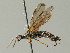  ( - BC ZSM HYM 03019)  @13 [ ] CreativeCommons - Attribution Non-Commercial Share-Alike (2010) Unspecified SNSB, Zoologische Staatssammlung Muenchen