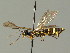  (Cephus spinipes - BC ZSM HYM 03027)  @13 [ ] CreativeCommons - Attribution Non-Commercial Share-Alike (2010) Unspecified SNSB, Zoologische Staatssammlung Muenchen