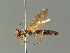  ( - BC ZSM HYM 03030)  @12 [ ] CreativeCommons - Attribution Non-Commercial Share-Alike (2010) Unspecified SNSB, Zoologische Staatssammlung Muenchen
