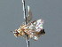  ( - BC ZSM HYM 03174)  @12 [ ] CreativeCommons - Attribution Non-Commercial Share-Alike (2010) Unspecified SNSB, Zoologische Staatssammlung Muenchen