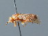  ( - BC ZSM HYM 03175)  @11 [ ] CreativeCommons - Attribution Non-Commercial Share-Alike (2010) Unspecified SNSB, Zoologische Staatssammlung Muenchen