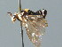  ( - BC ZSM HYM 03177)  @12 [ ] CreativeCommons - Attribution Non-Commercial Share-Alike (2010) Unspecified SNSB, Zoologische Staatssammlung Muenchen