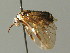  (Gilpinia polytoma - BC ZSM HYM 03182)  @13 [ ] CreativeCommons - Attribution Non-Commercial Share-Alike (2010) Unspecified SNSB, Zoologische Staatssammlung Muenchen