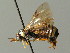  ( - BC ZSM HYM 03186)  @11 [ ] CreativeCommons - Attribution Non-Commercial Share-Alike (2010) Unspecified SNSB, Zoologische Staatssammlung Muenchen