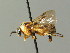  ( - BC ZSM HYM 03187)  @13 [ ] CreativeCommons - Attribution Non-Commercial Share-Alike (2010) Unspecified SNSB, Zoologische Staatssammlung Muenchen