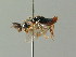  ( - BC ZSM HYM 03191)  @13 [ ] CreativeCommons - Attribution Non-Commercial Share-Alike (2010) Unspecified SNSB, Zoologische Staatssammlung Muenchen