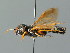  ( - BC ZSM HYM 03195)  @11 [ ] CreativeCommons - Attribution Non-Commercial Share-Alike (2010) Unspecified SNSB, Zoologische Staatssammlung Muenchen