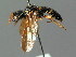  ( - BC ZSM HYM 03201)  @13 [ ] CreativeCommons - Attribution Non-Commercial Share-Alike (2010) Unspecified SNSB, Zoologische Staatssammlung Muenchen