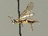  ( - BC ZSM HYM 03258)  @12 [ ] CreativeCommons - Attribution Non-Commercial Share-Alike (2010) Unspecified SNSB, Zoologische Staatssammlung Muenchen
