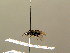  ( - BC ZSM HYM 03332)  @12 [ ] CreativeCommons - Attribution Non-Commercial Share-Alike (2010) Stefan Schmidt SNSB, Zoologische Staatssammlung Muenchen
