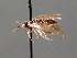  ( - BC ZSM HYM 04087)  @13 [ ] CreativeCommons - Attribution Non-Commercial Share-Alike (2010) Stefan Schmidt SNSB, Zoologische Staatssammlung Muenchen