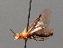  ( - BC ZSM HYM 04093)  @12 [ ] CreativeCommons - Attribution Non-Commercial Share-Alike (2010) Stefan Schmidt SNSB, Zoologische Staatssammlung Muenchen