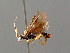  ( - BC ZSM HYM 04094)  @12 [ ] CreativeCommons - Attribution Non-Commercial Share-Alike (2010) Stefan Schmidt SNSB, Zoologische Staatssammlung Muenchen