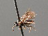  ( - BC ZSM HYM 04097)  @12 [ ] CreativeCommons - Attribution Non-Commercial Share-Alike (2010) Stefan Schmidt SNSB, Zoologische Staatssammlung Muenchen