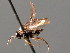  ( - BC ZSM HYM 04100)  @12 [ ] CreativeCommons - Attribution Non-Commercial Share-Alike (2010) Stefan Schmidt SNSB, Zoologische Staatssammlung Muenchen