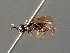  (Profenusa pygmaea - BC ZSM HYM 04102)  @11 [ ] CreativeCommons - Attribution Non-Commercial Share-Alike (2010) Stefan Schmidt SNSB, Zoologische Staatssammlung Muenchen