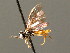  ( - BC ZSM HYM 04111)  @12 [ ] CreativeCommons - Attribution Non-Commercial Share-Alike (2010) Stefan Schmidt SNSB, Zoologische Staatssammlung Muenchen