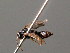  ( - BC ZSM HYM 04113)  @12 [ ] CreativeCommons - Attribution Non-Commercial Share-Alike (2010) Stefan Schmidt SNSB, Zoologische Staatssammlung Muenchen