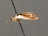 ( - BC ZSM HYM 04119)  @13 [ ] CreativeCommons - Attribution Non-Commercial Share-Alike (2010) Stefan Schmidt SNSB, Zoologische Staatssammlung Muenchen