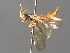  ( - BC ZSM HYM 04181)  @11 [ ] CreativeCommons - Attribution Non-Commercial Share-Alike (2010) Stefan Schmidt SNSB, Zoologische Staatssammlung Muenchen