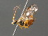  ( - BC ZSM HYM 04182)  @11 [ ] CreativeCommons - Attribution Non-Commercial Share-Alike (2010) Stefan Schmidt SNSB, Zoologische Staatssammlung Muenchen