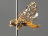  ( - BC ZSM HYM 04183)  @11 [ ] CreativeCommons - Attribution Non-Commercial Share-Alike (2010) Stefan Schmidt SNSB, Zoologische Staatssammlung Muenchen