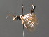  ( - BC ZSM HYM 04197)  @12 [ ] CreativeCommons - Attribution Non-Commercial Share-Alike (2010) Stefan Schmidt SNSB, Zoologische Staatssammlung Muenchen