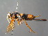  ( - BC ZSM HYM 04231)  @12 [ ] CreativeCommons - Attribution Non-Commercial Share-Alike (2010) Stefan Schmidt SNSB, Zoologische Staatssammlung Muenchen