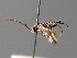  ( - BC ZSM HYM 04615)  @13 [ ] CreativeCommons - Attribution Non-Commercial Share-Alike (2010) Stefan Schmidt SNSB, Zoologische Staatssammlung Muenchen