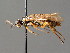  ( - BC ZSM HYM 04641)  @11 [ ] CreativeCommons - Attribution Non-Commercial Share-Alike (2010) Stefan Schmidt SNSB, Zoologische Staatssammlung Muenchen