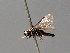 ( - BC ZSM HYM 04644)  @12 [ ] CreativeCommons - Attribution Non-Commercial Share-Alike (2010) Stefan Schmidt SNSB, Zoologische Staatssammlung Muenchen